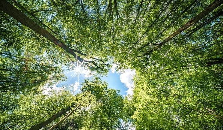 Increasing Delisting: The New Metabolism of the Japanese Stock Market